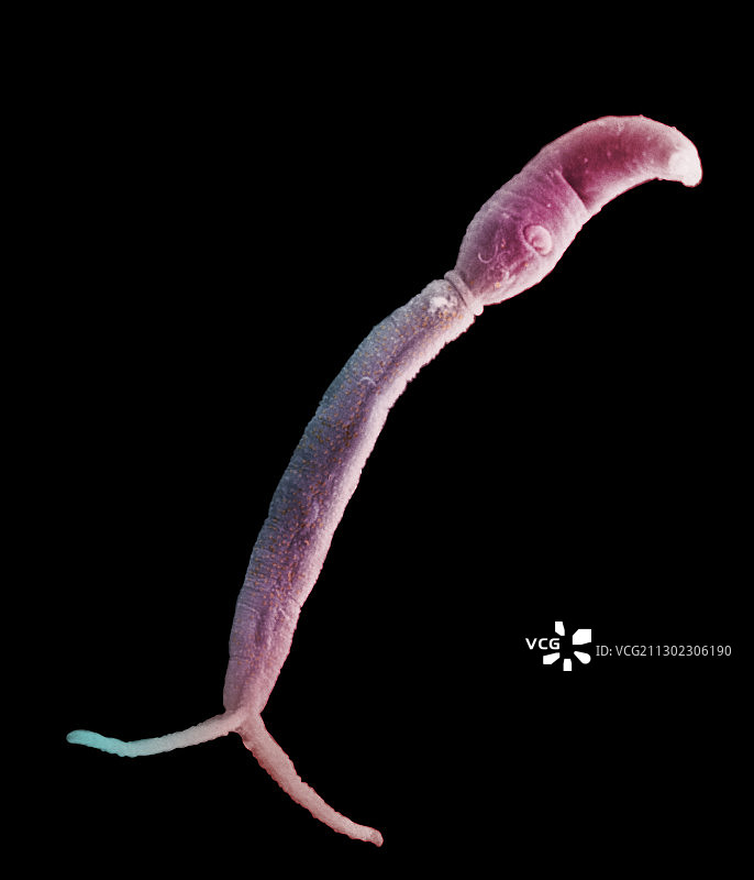 彩色扫描电镜的血吸虫寄生虫尾蚴图片素材