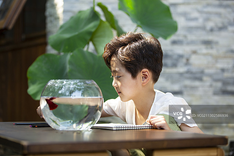 小男孩看着鱼缸里的鱼画画在户外庭院图片素材