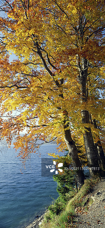 秋天的风景在瓦尔辰湖，上巴伐利亚，德国图片素材