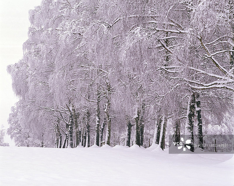 德国上巴伐利亚，树木被雪覆盖图片素材