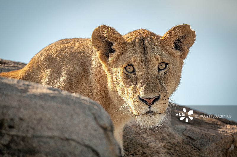 狮子坐在岩石上的肖像，恩戈罗戈罗，坦桑尼亚图片素材