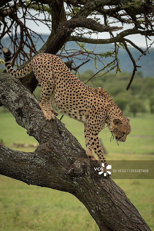 坦桑尼亚Ololosokwan树上的小猎豹图片素材