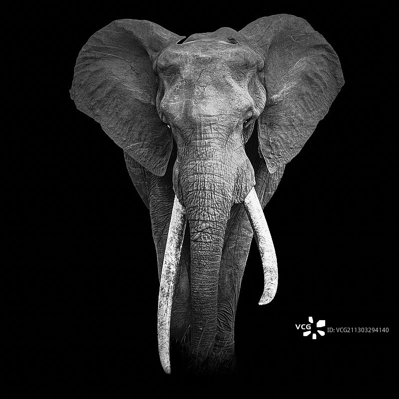 黑色背景下的大象特写图片素材