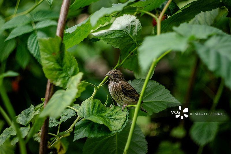 鸟栖息在植物上的特写图片素材