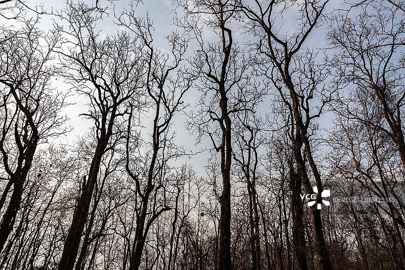 低角度的裸露的树木对天空图片素材
