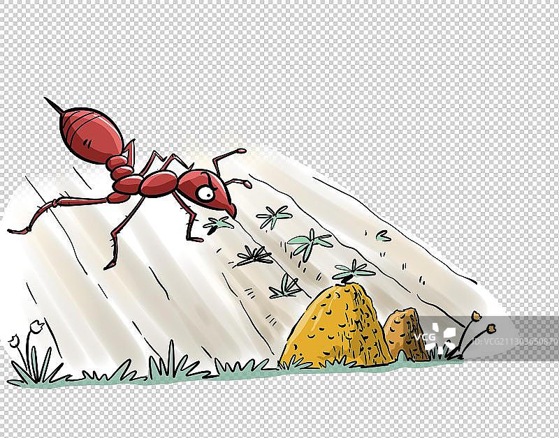 红火蚁和它的巢穴图片素材