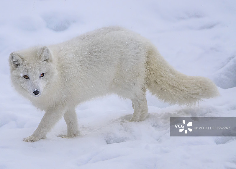 狼站在雪地上的侧视图图片素材