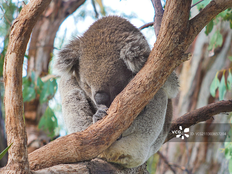 澳大利亚维多利亚州皮尔斯代尔市树上一只考拉的特写图片素材