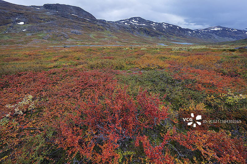 红叶的高山熊果，山熊果，或黑熊果，Arctostaphylos或Arctuo alpinus, Kårsavagge，阿比斯科国家公园，Norrbotten，拉普兰，瑞典图片素材