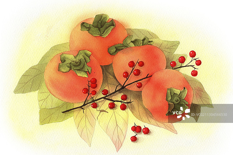 手绘水彩节气柿子霜降素材插画图片素材