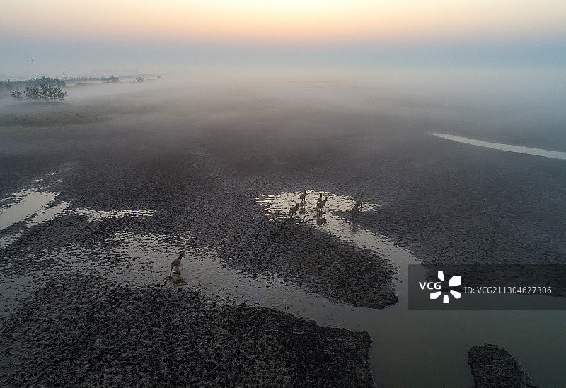 中国黄海之滨江苏省盐城市大丰麋鹿国家级自然保护区野生麋鹿群图片素材