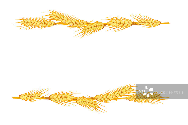 小麦穗在白色的背景上排成一行图片素材