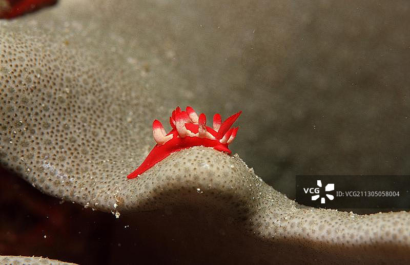 Red nudibranche图片素材