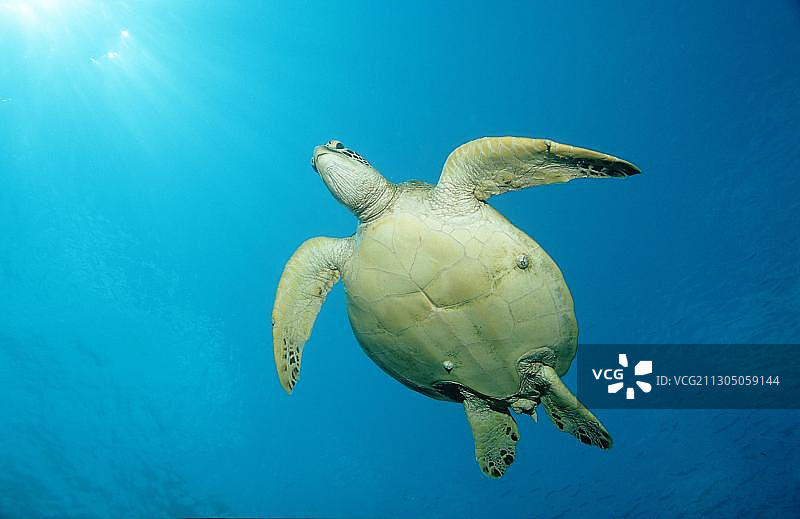 绿海龟，绿海龟绿海龟图片素材