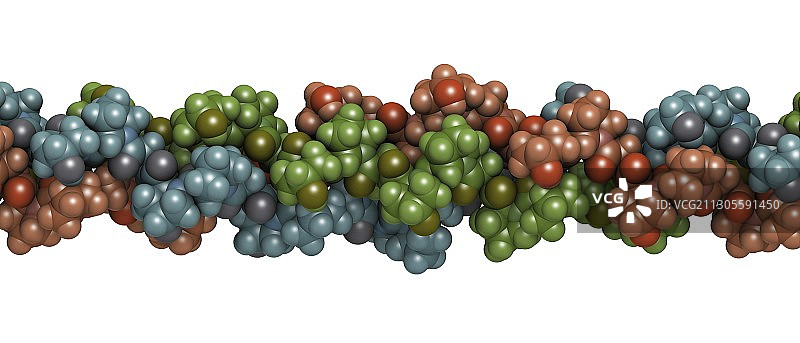 胶原蛋白分子，插图图片素材