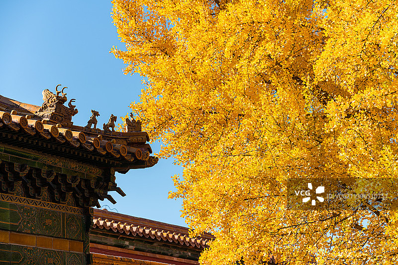 秋天金黄色的银杏叶和北京故宫博物院皇家古建筑景观图片素材