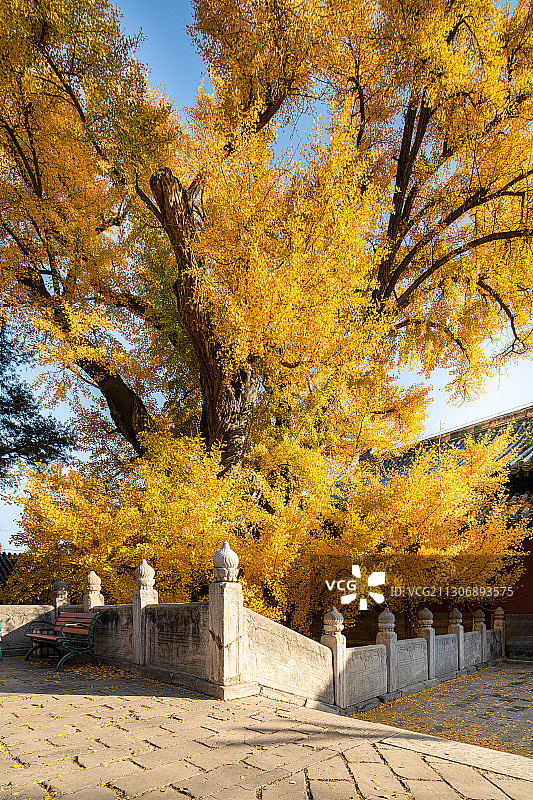 秋季北京大觉寺内的金黄色银杏叶图片素材