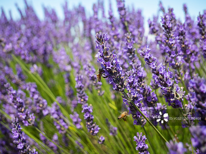 法国田野上紫色开花植物的特写图片素材