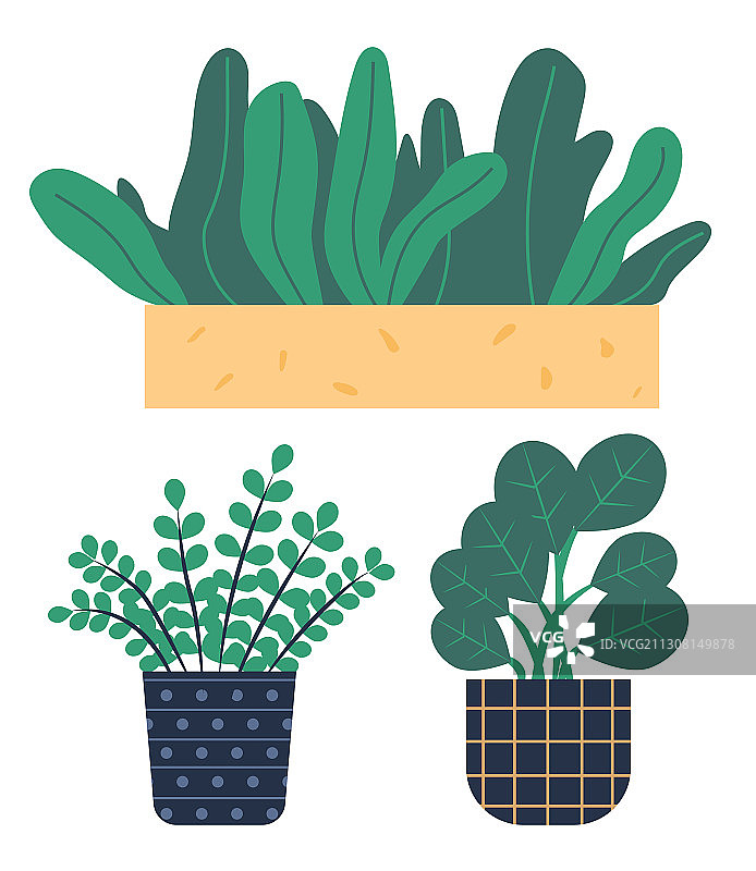 在花盆或花盆中生长的植物会变绿图片素材