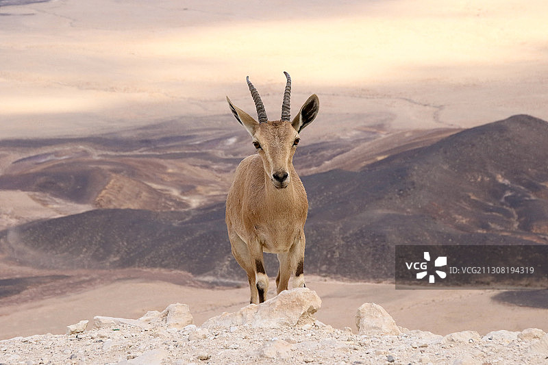 以色列，鹿站在天空下的肖像图片素材