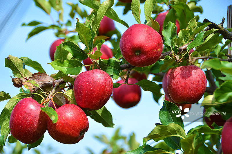 低角度的苹果生长在树上图片素材