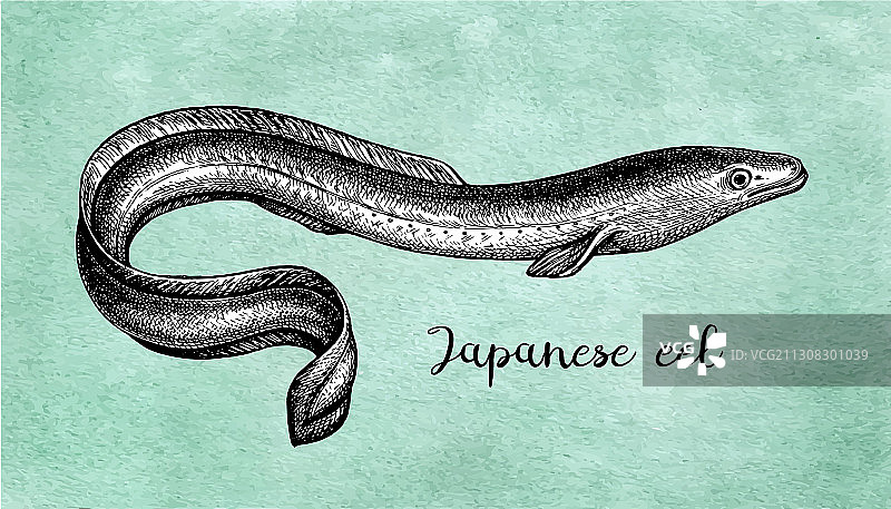 水墨素描日本鳗鱼图片素材