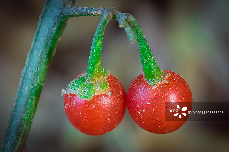 巴基斯坦WAPDA镇的番茄植株特写图片素材