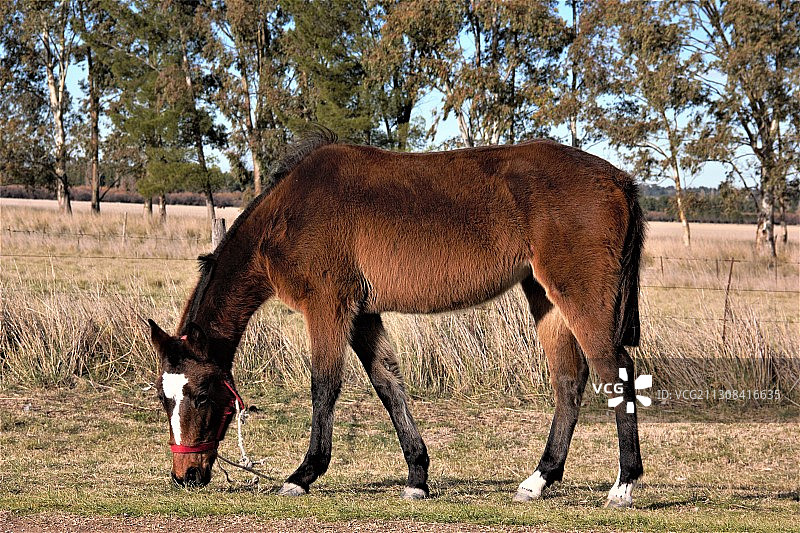 侧面的马驹放牧的田野，布宜诺斯艾利斯省，阿根廷图片素材