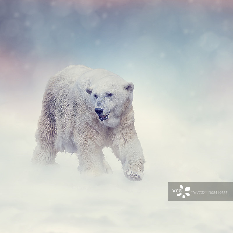 大型北极熊在雪地上行走图片素材