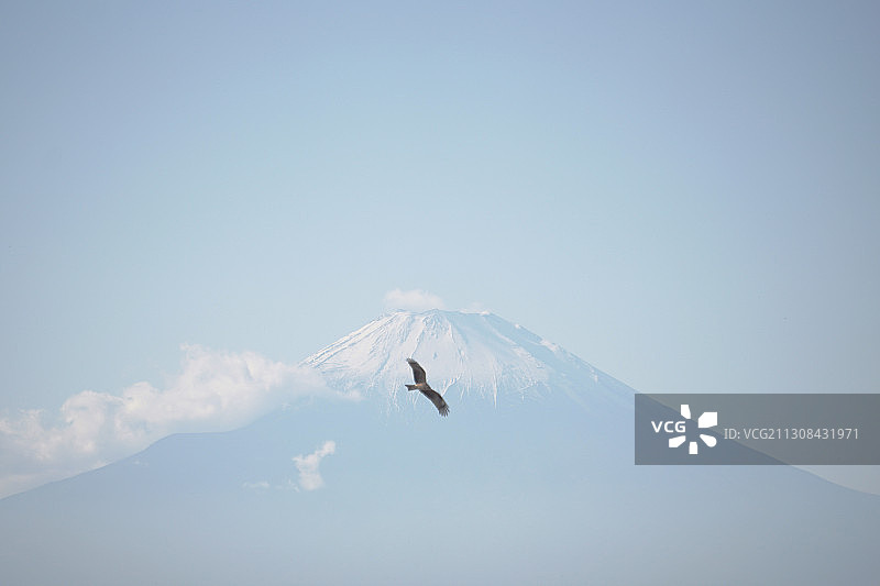富士山和鸟图片素材