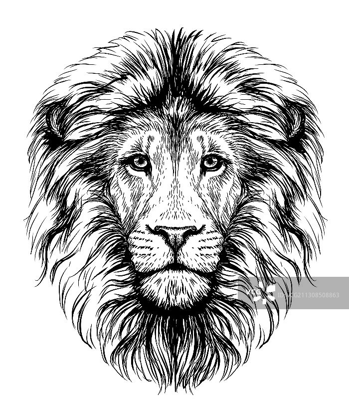 狮子粗略的图形黑白肖像图片素材