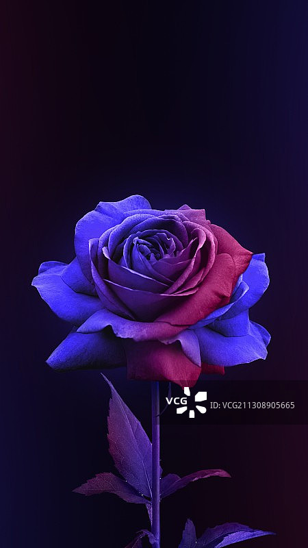 特写的紫色玫瑰在黑色的背景图片素材