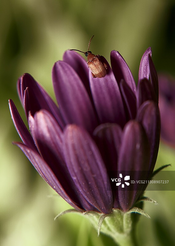 紫色花朵上的昆虫特写图片素材