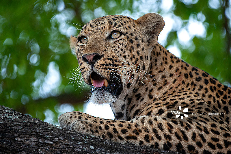 低角度的豹坐在树上，萨比沙狩猎保护区，南非图片素材