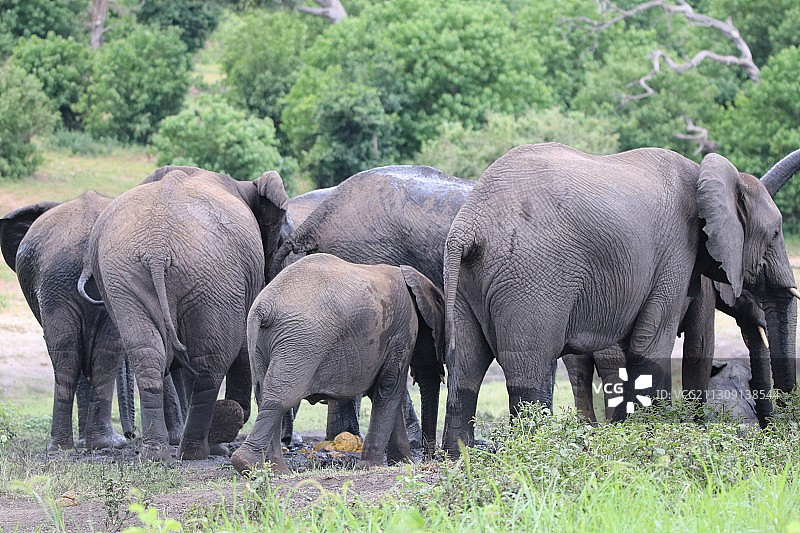 非洲象家族，丘比国家公园，博茨瓦纳图片素材