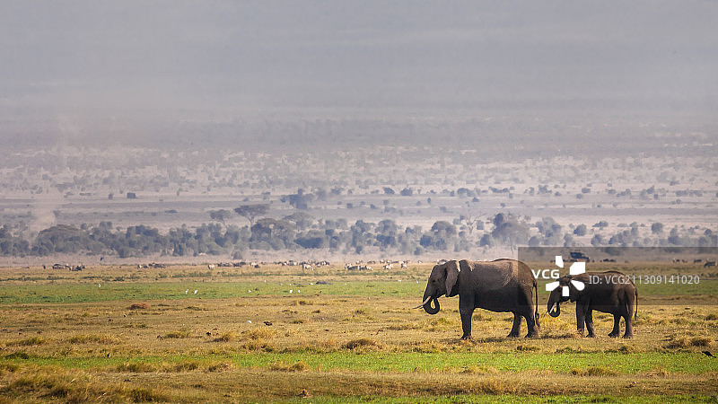 一群大象，安博塞利国家公园，肯尼亚图片素材