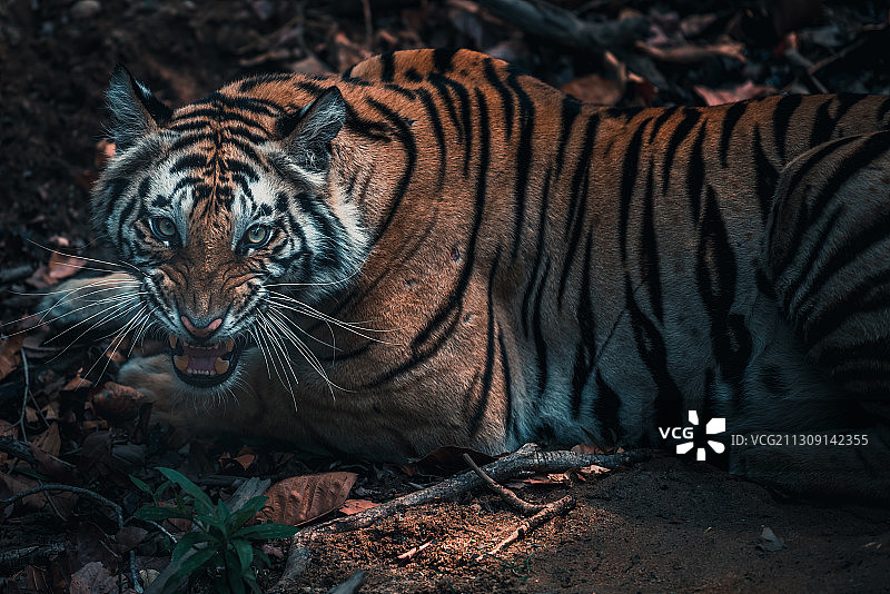 老虎坐在田野上的特写，印度图片素材