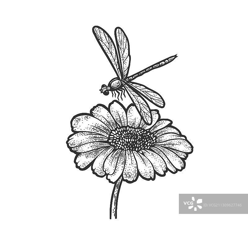 蜻蜓雏菊花素描图片素材