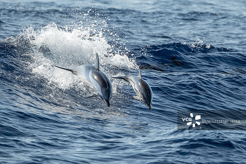 高角度的海豚在海里游泳，热那亚通用电气，意大利图片素材