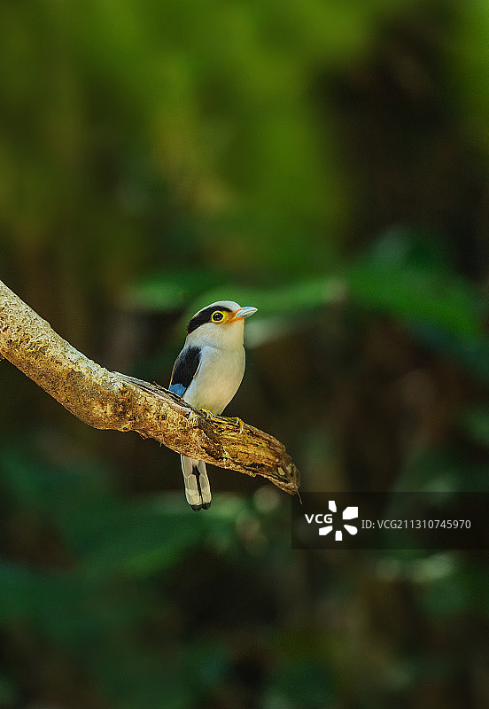 栖息于热带、亚热带地区，小巧可爱的银胸丝冠鸟图片素材