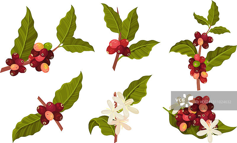 分枝咖啡树，果实成熟，可食图片素材