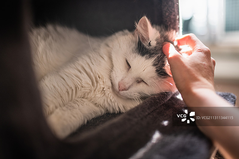 特写白种人的手抚摸睡觉的家猫，哈卡达尔，挪威图片素材