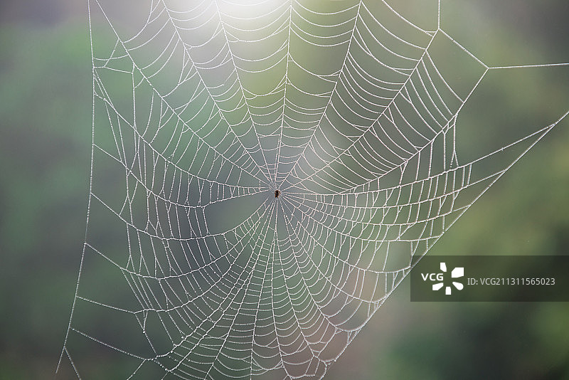 清晨的蜘蛛网图片素材
