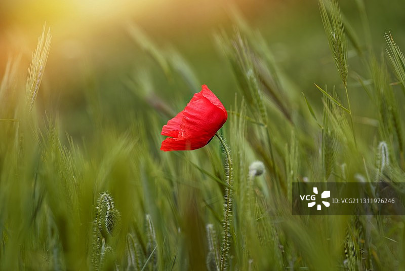 农田上红色罂粟花的特写图片素材