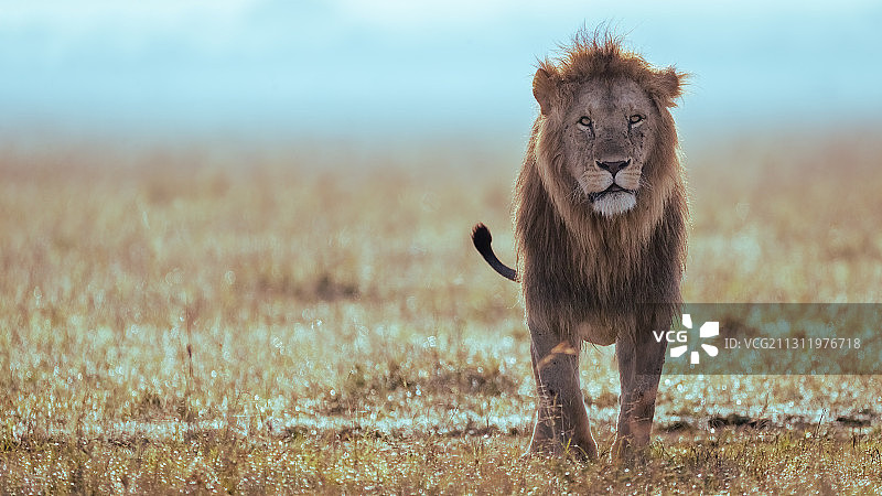 狮子站在田野上的肖像，肯尼亚图片素材