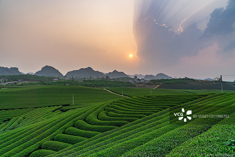 越南，日落时分的农田景色图片素材