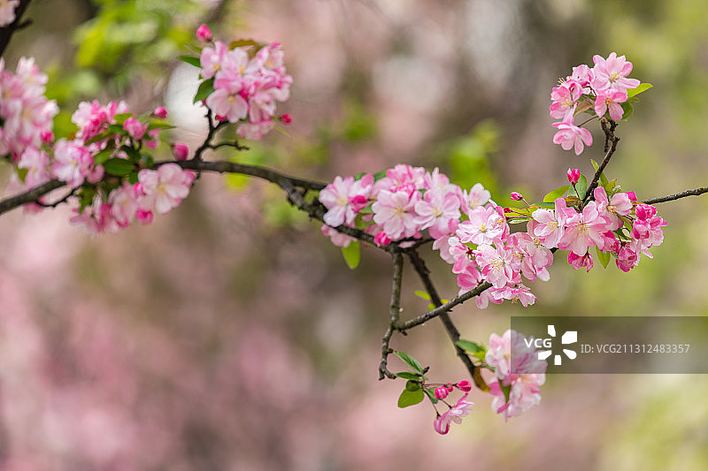 春天城市里盛开的粉色海棠花图片素材