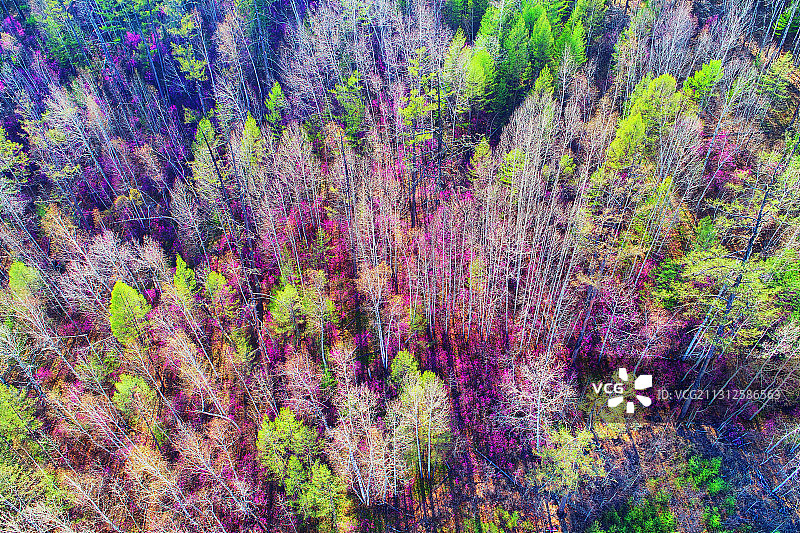 大兴安岭杜鹃花盛开的白桦林风景图片素材