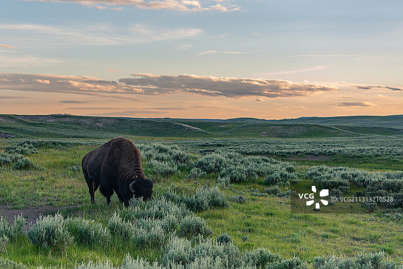 美国黄石国家公园，大草原，北美野牛，落日图片素材