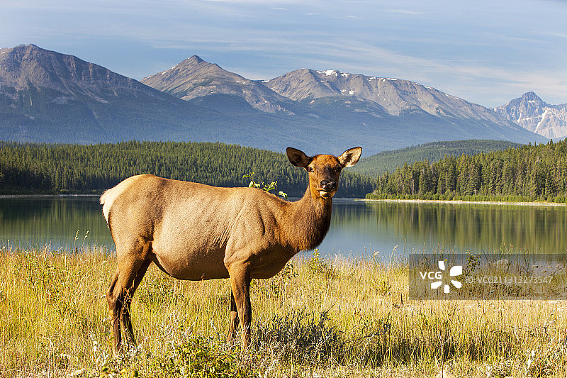 在加拿大落基山脉的贾斯帕国家公园，一只雌性麋鹿(加拿大鹿)在贾斯帕附近吃草。图片素材